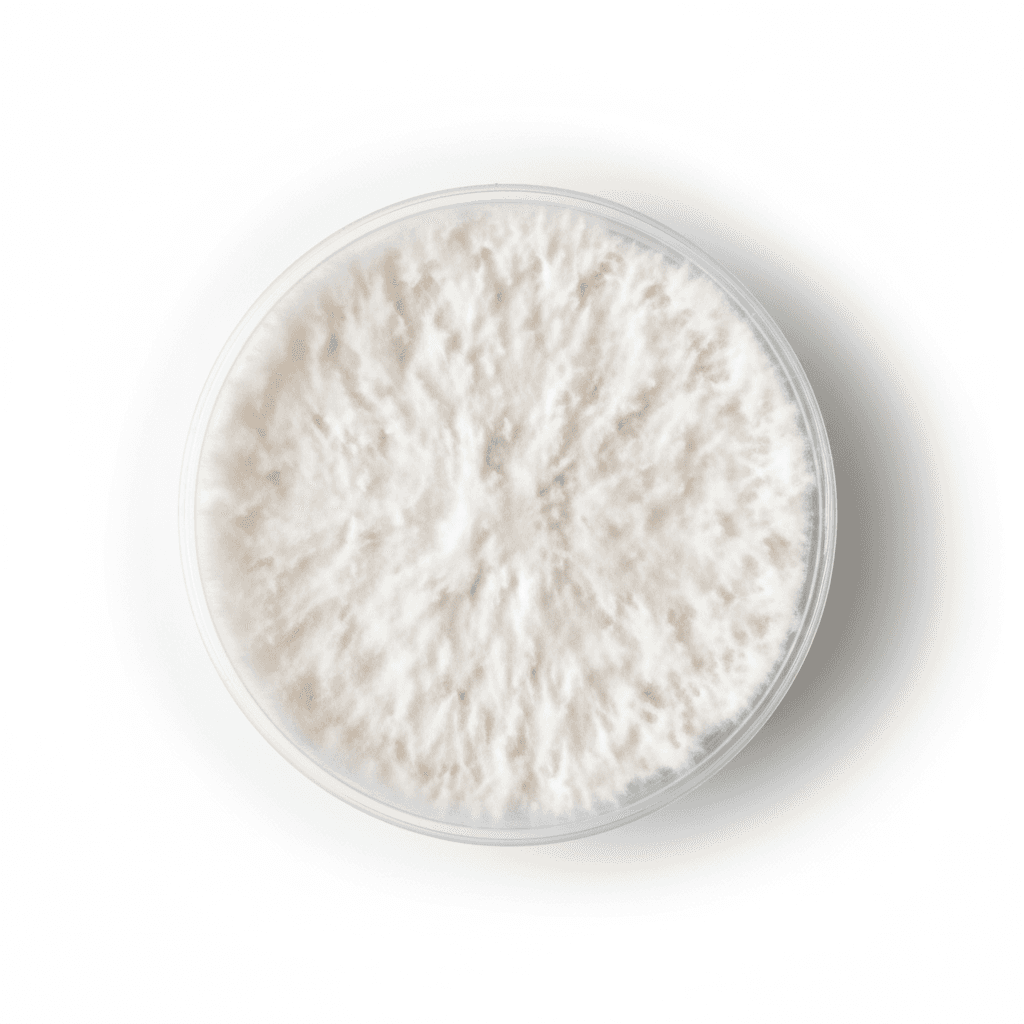 Wine Cap Agar Culture (NL-SR3)