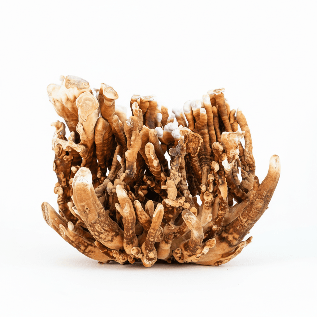 antler reishi mushroom spawn