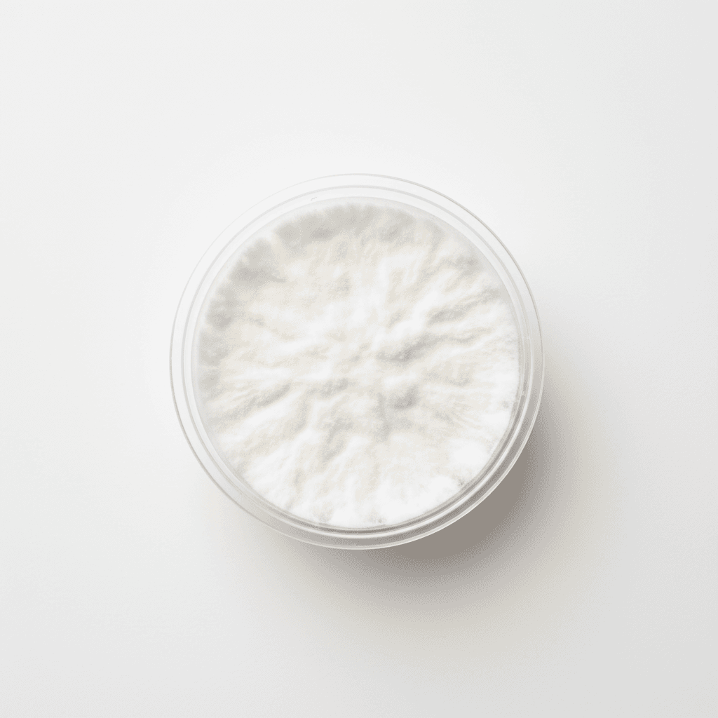 Black Oyster SING-001 Agar Culture