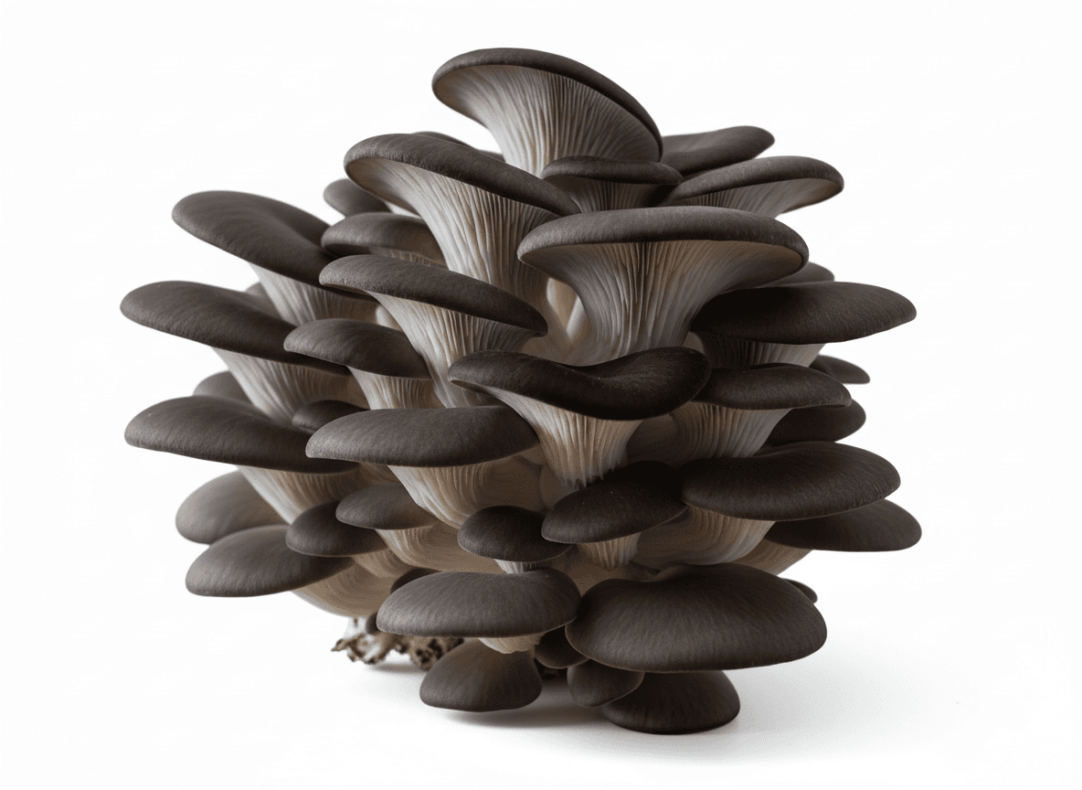 black oyster mushroom spawn