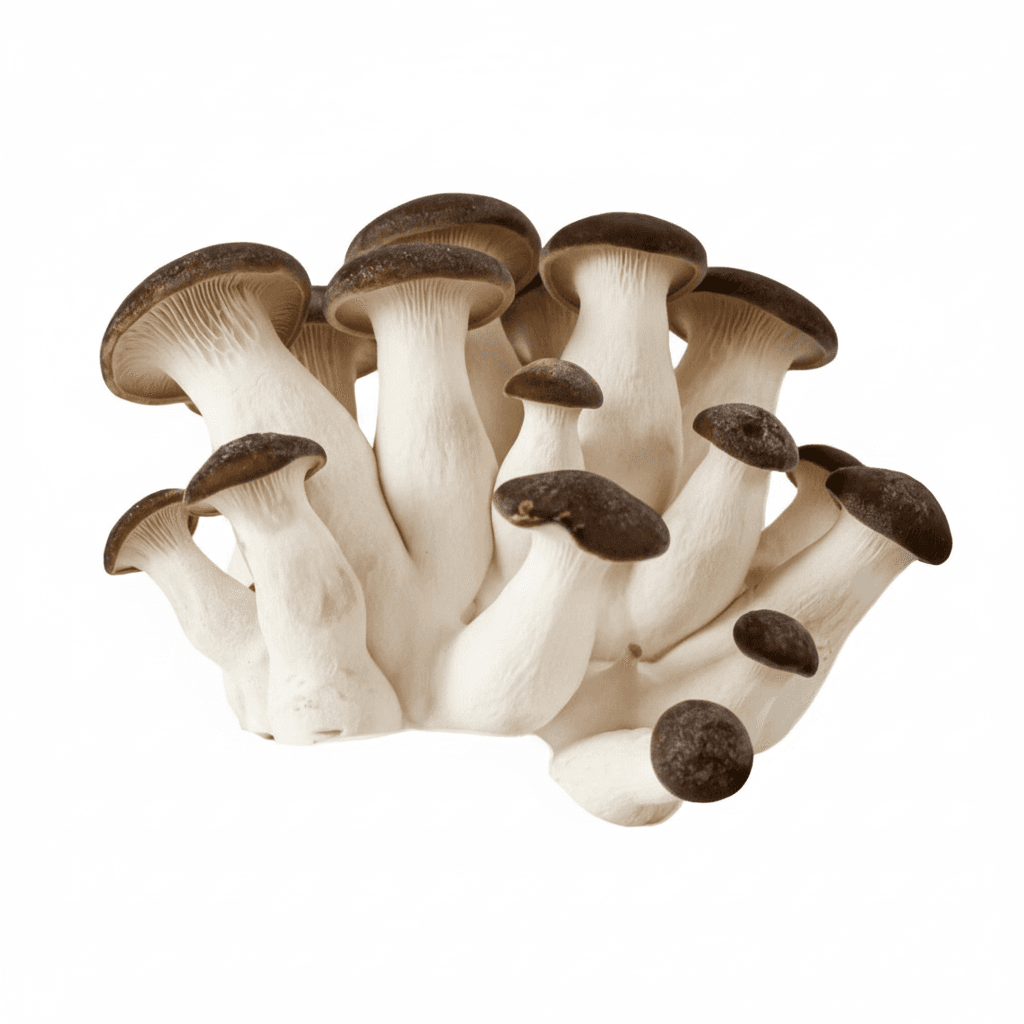 black pearl king oyster mushroom spawn