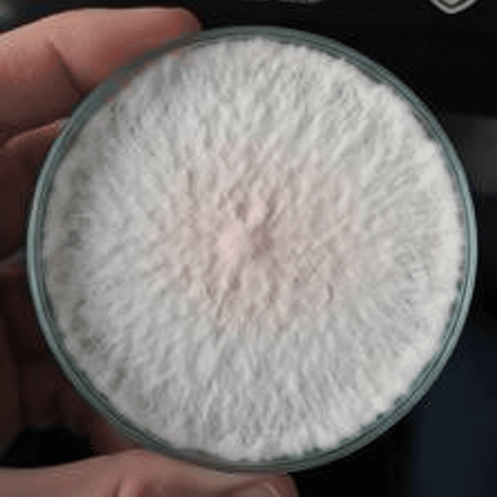 Pink Flamingo Oyster Agar Culture (NL-PJ7)