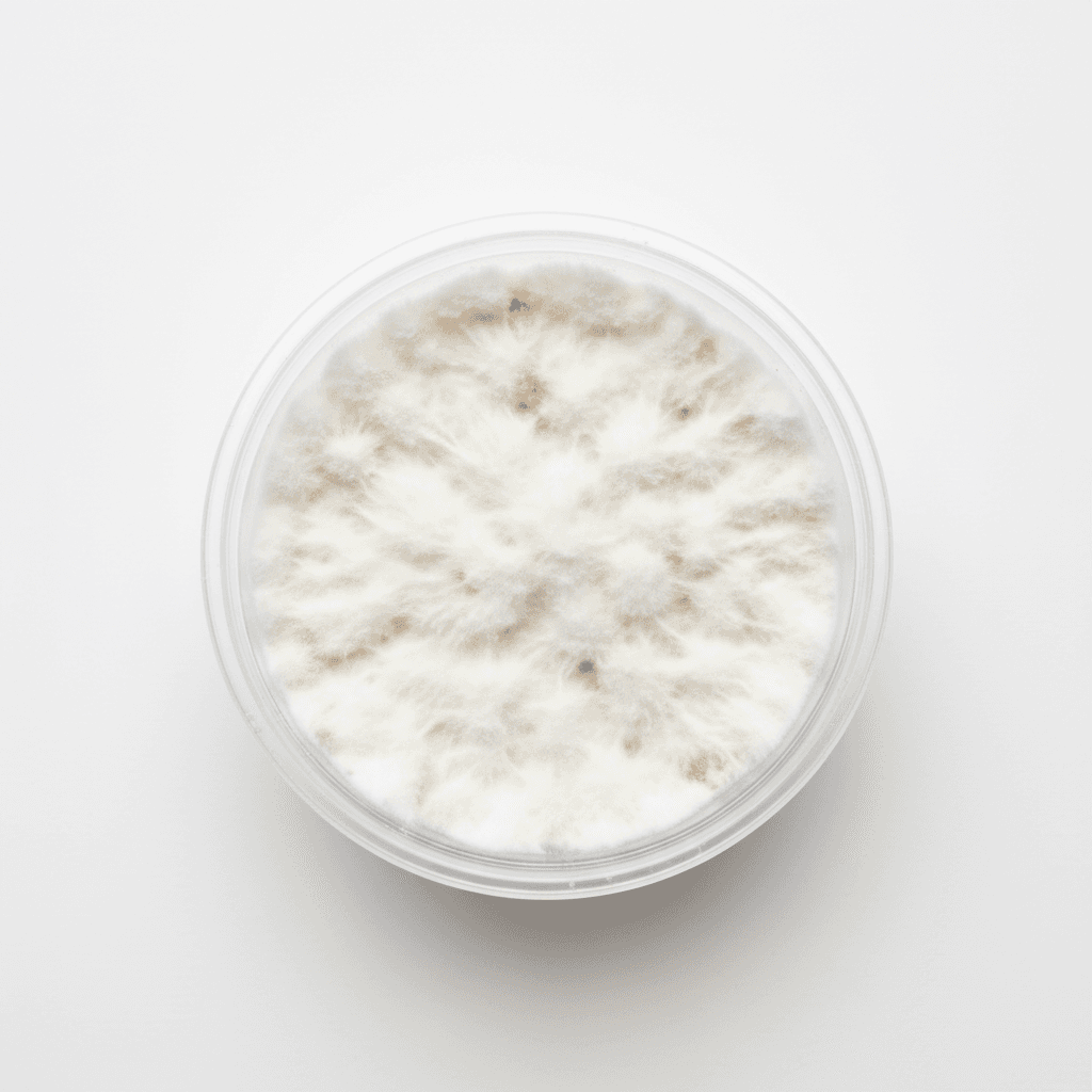 Shiitake BRUSH-07 Agar Culture (NL-BRUSH07)