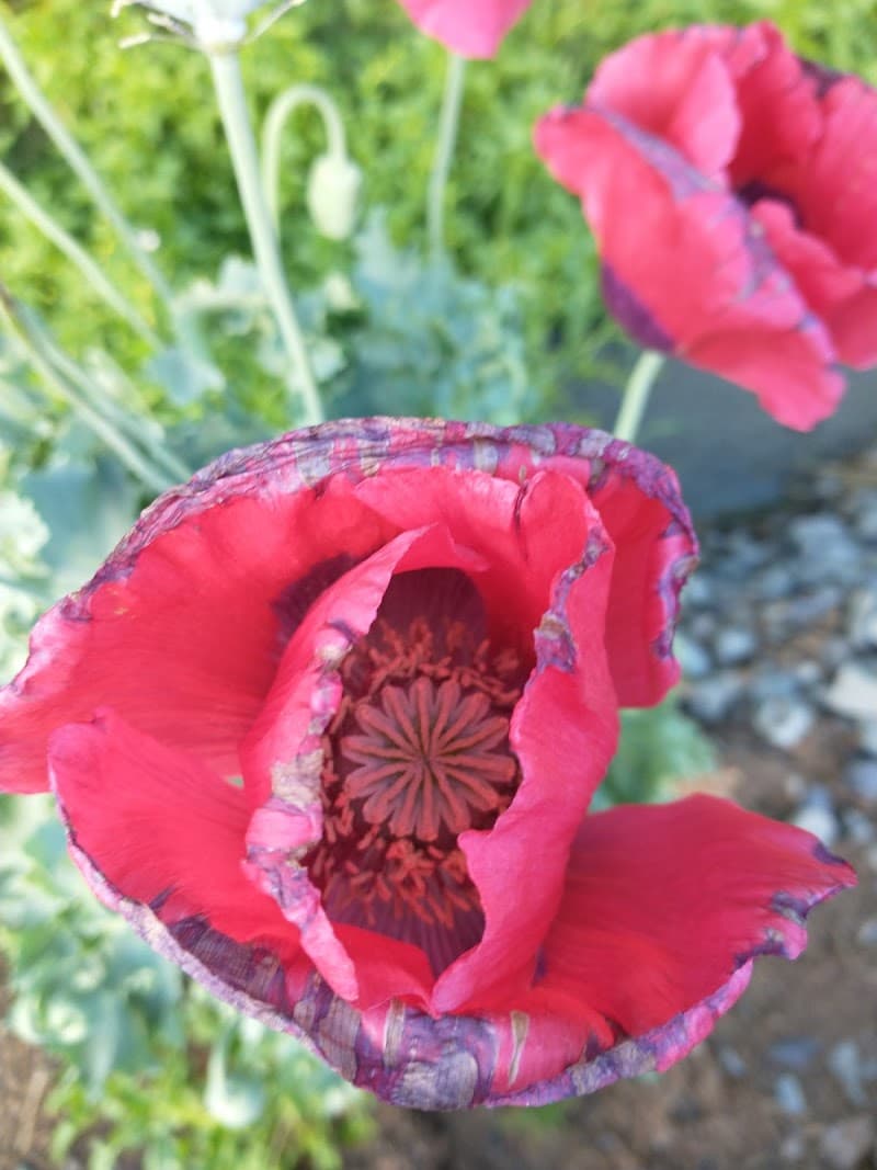 All Seasons Mushroom Farm — additional photo