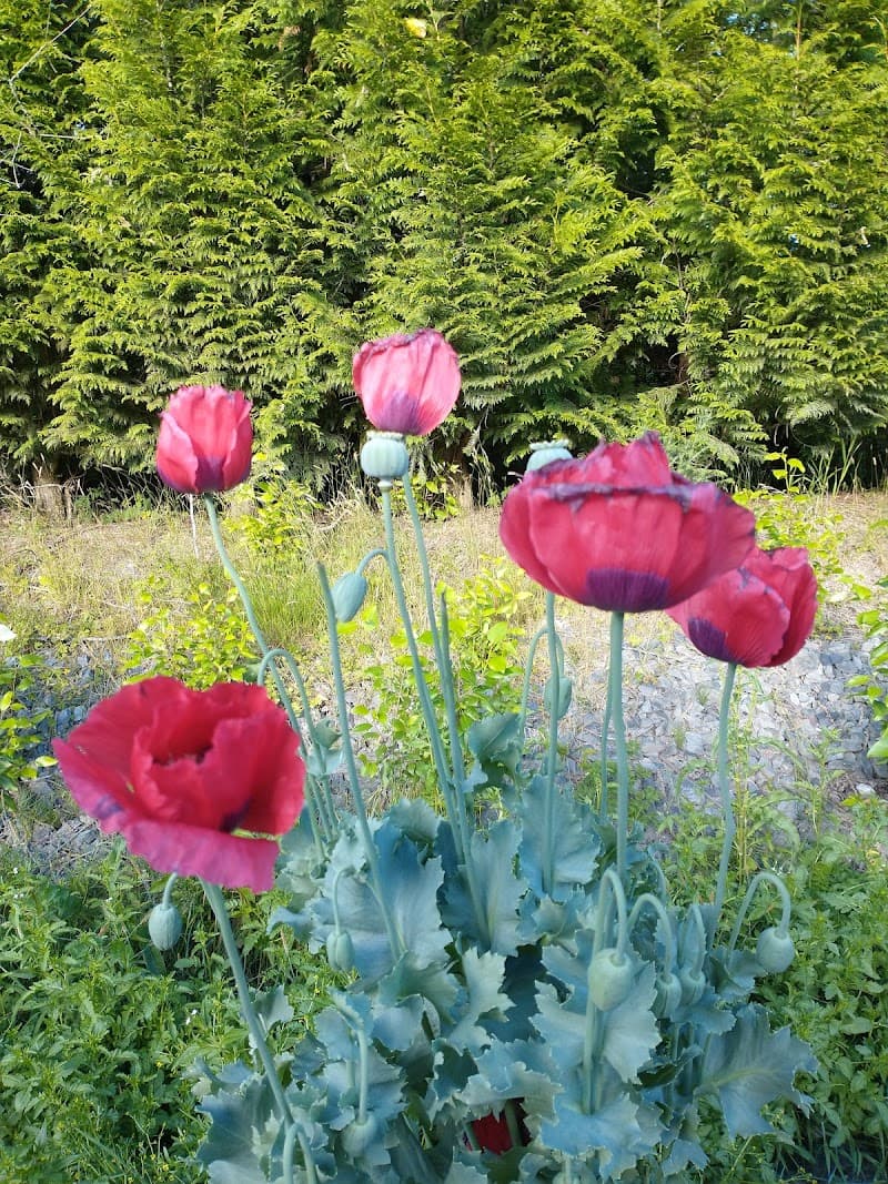 All Seasons Mushroom Farm