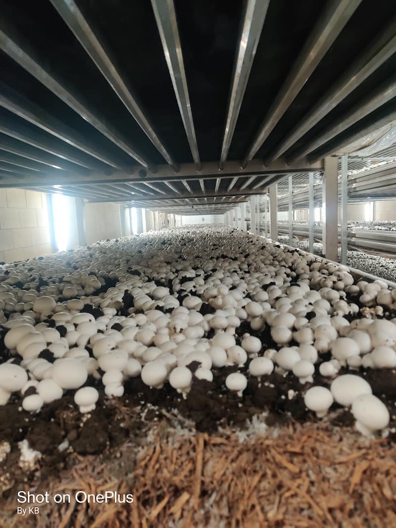 Brantford Mushroom Farm — additional photo