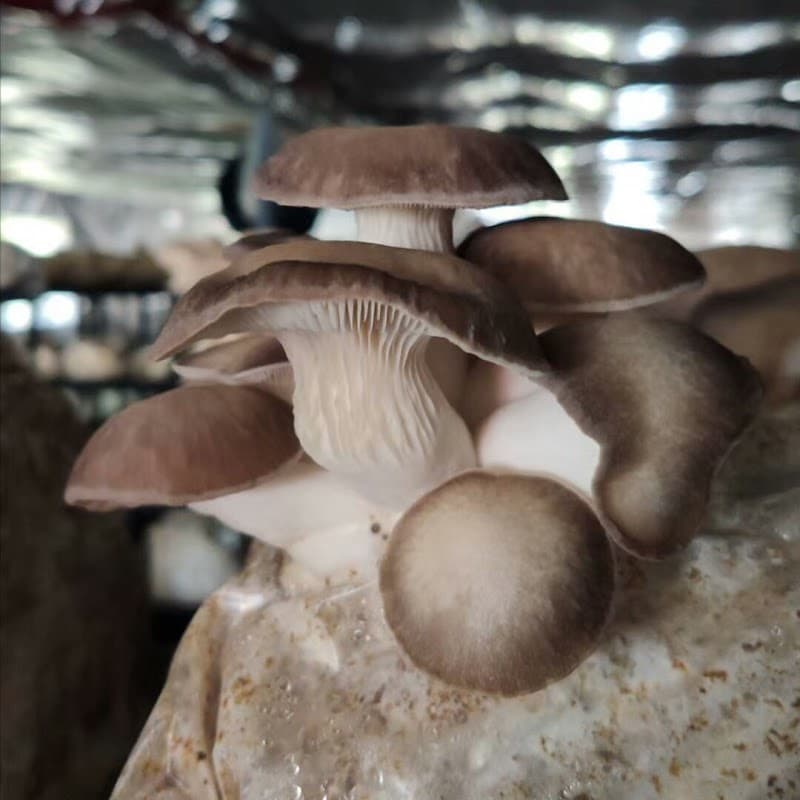 C & C Mushroom Farm — additional photo