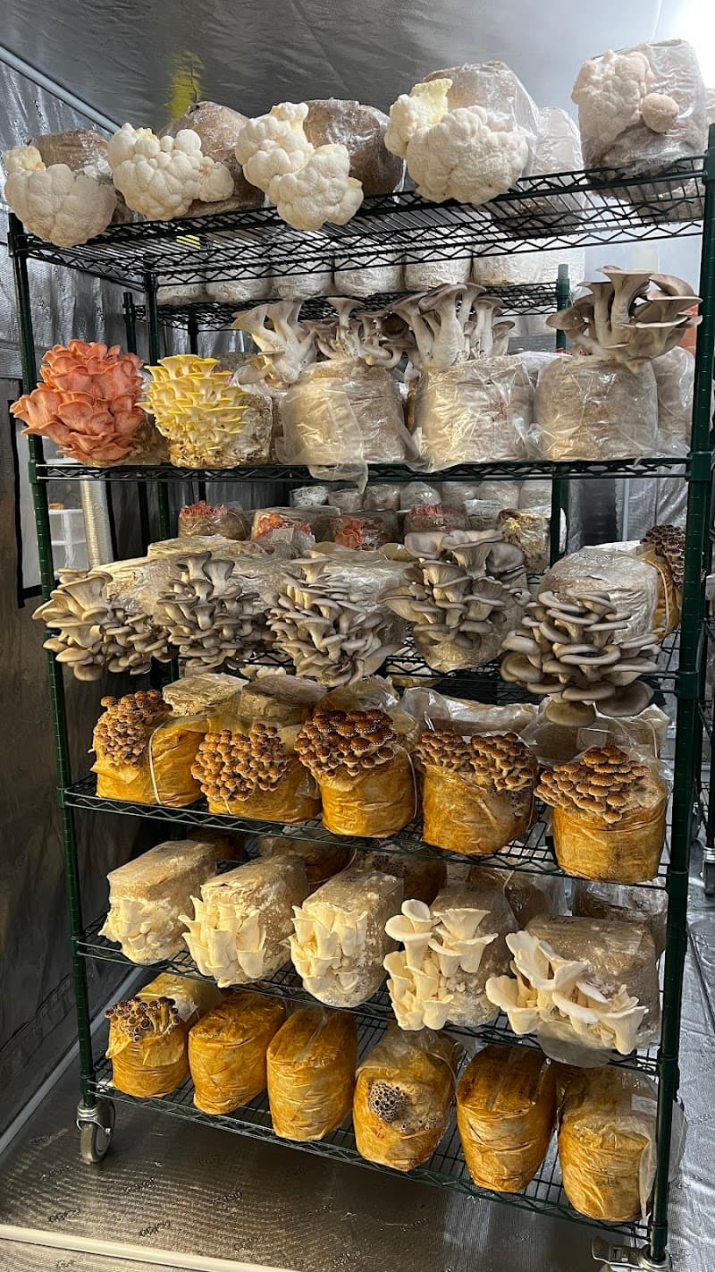 Cap Canopy Mushrooms — additional photo