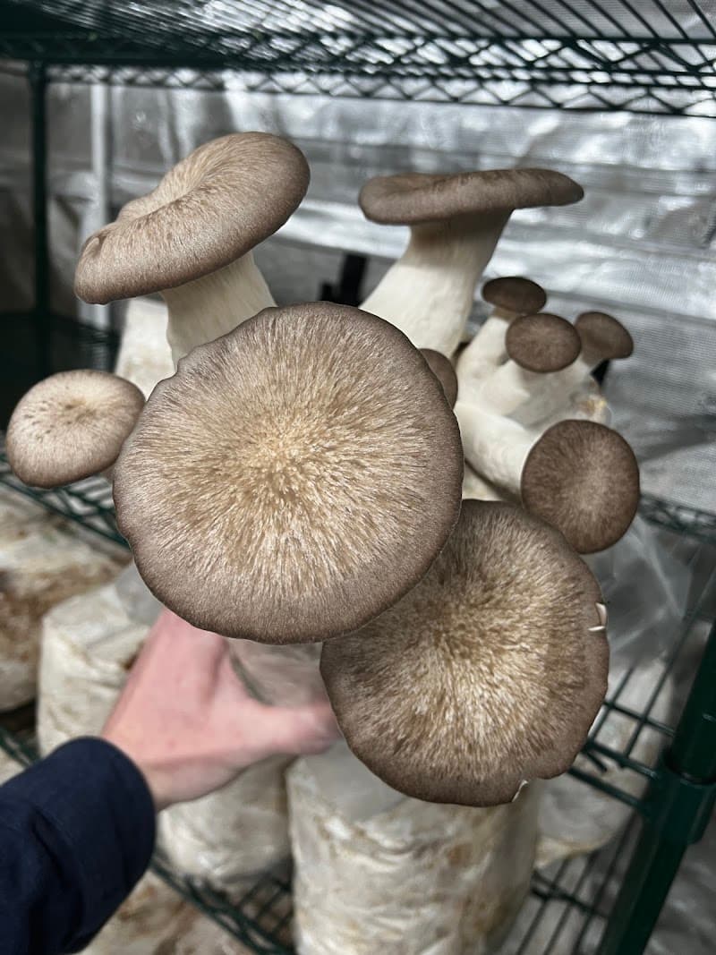 Cap Canopy Mushrooms — additional photo