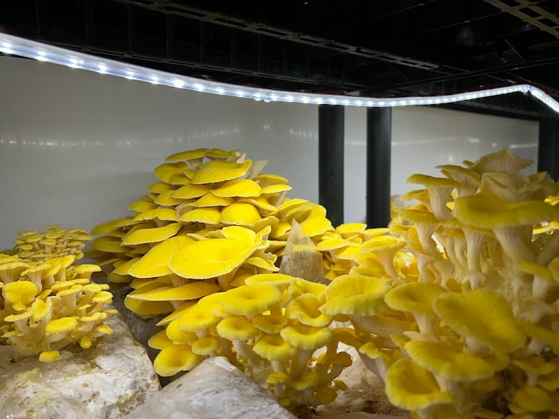 Ô Champignon — additional photo