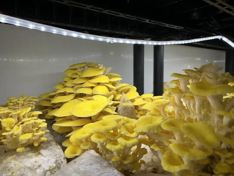 Ô Champignon — additional photo