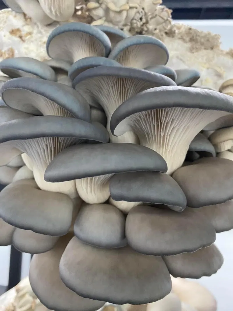 Ô Champignon