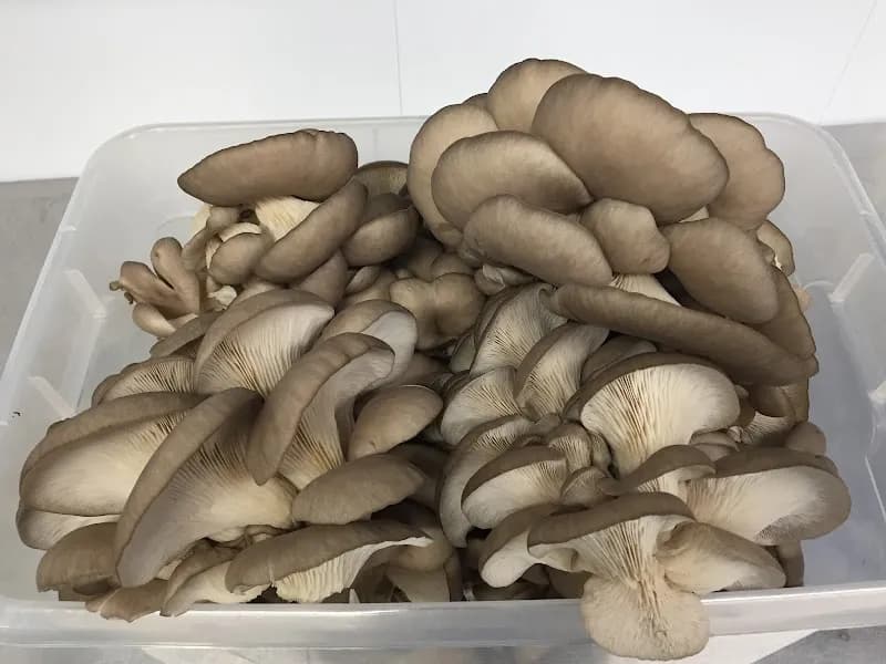 Champignons Charlevoix inc.