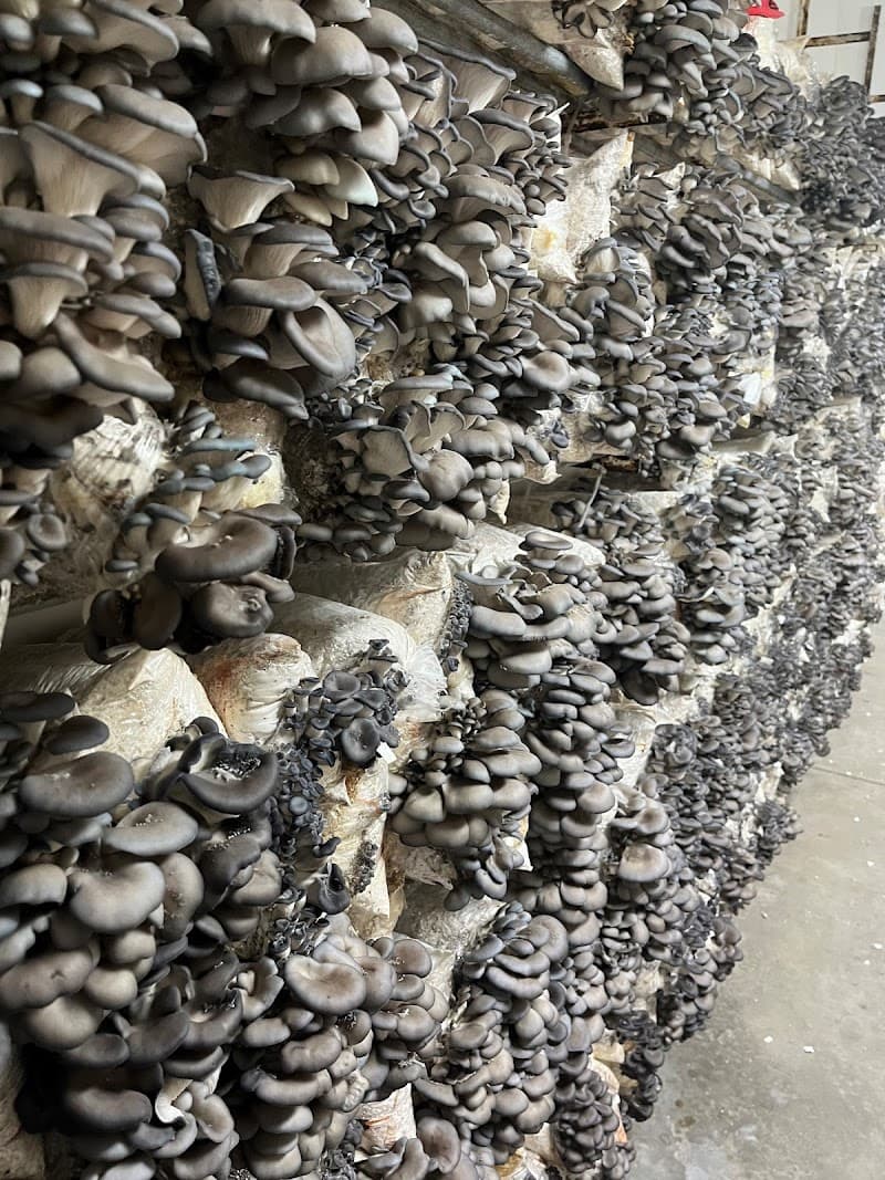 Champignons Le Coprin