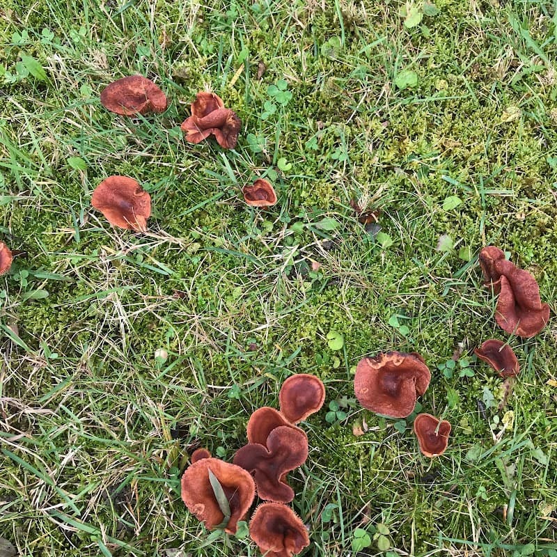Champignons sauvages du Québec — additional photo