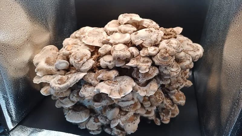 Champimignons