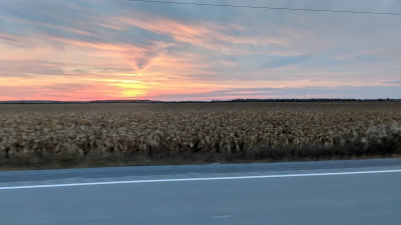 Champion Mushrooms — additional photo