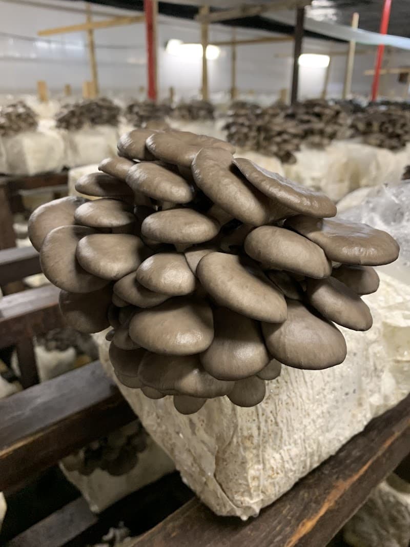 Champion Mushrooms