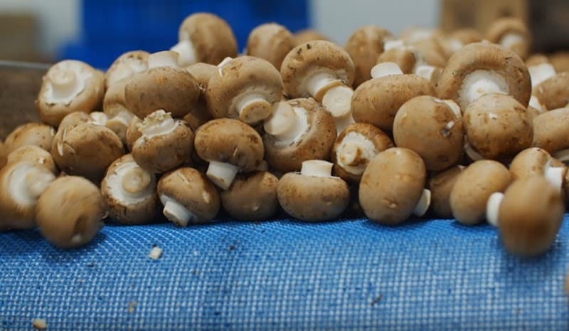 Champs Fresh Farms Inc. — additional photo