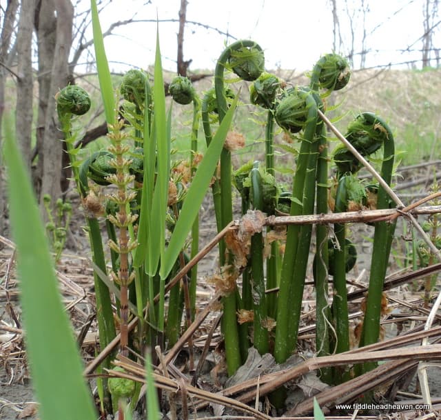 Fiddlehead Heaven Forest Products — additional photo