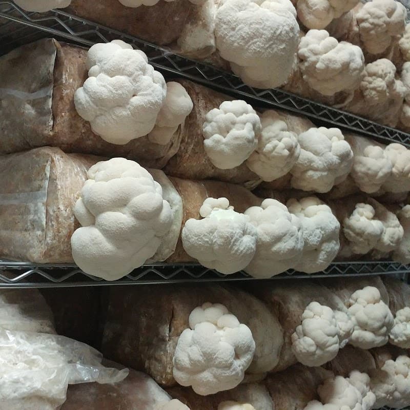 Fresh Niagara Mushrooms — additional photo