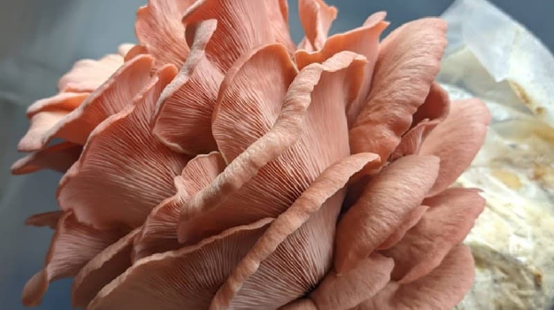 Fresh Niagara Mushrooms