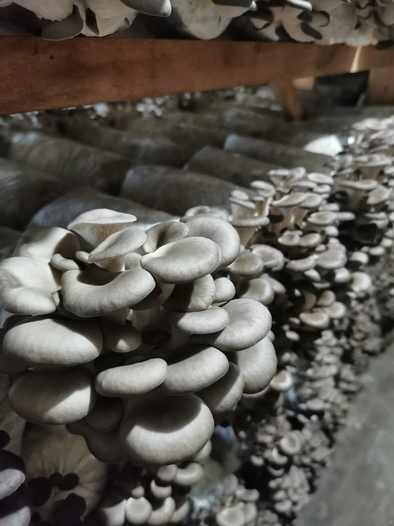 Friendship Specialty Mushroom Farm — additional photo