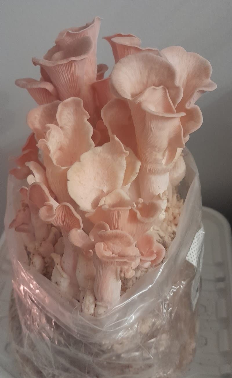 Frontier Mushrooms — additional photo