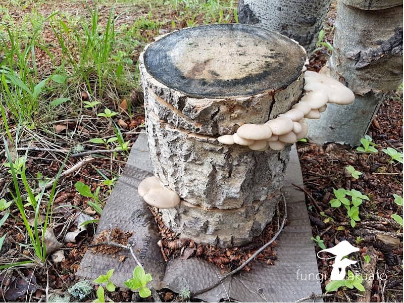 Fungi Akuafo Inc — additional photo