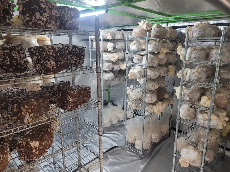 Harvest Moon (Lune de Récolte)