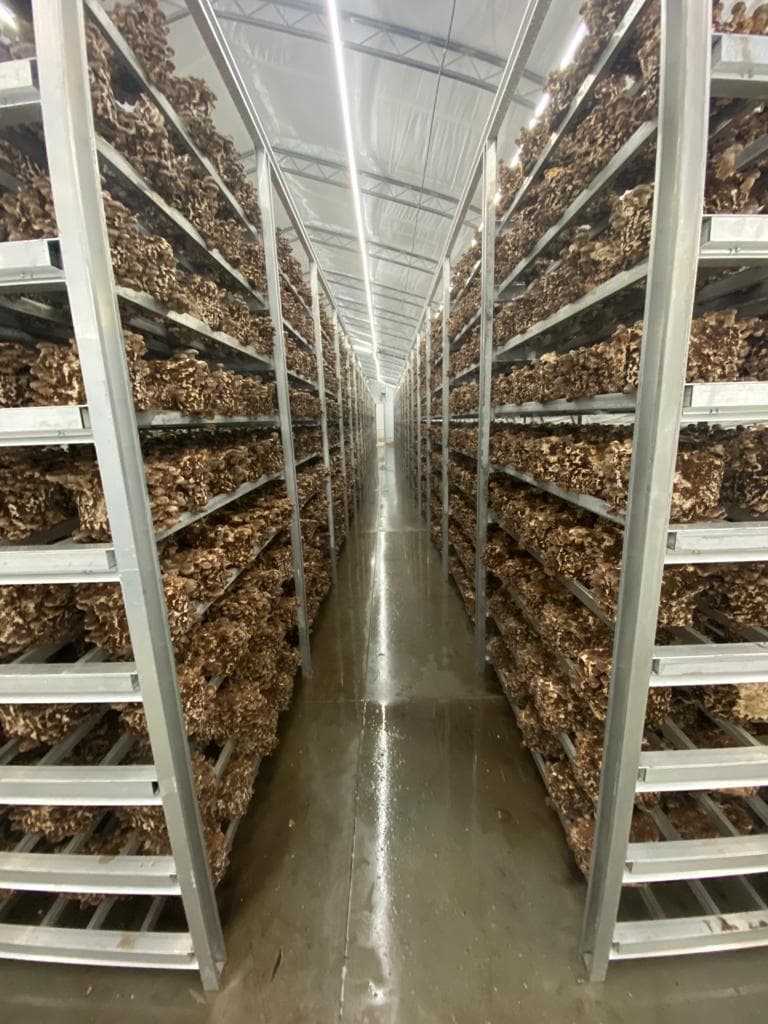 Holburne Mushroom Farm — additional photo