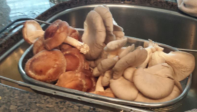 Holburne Mushroom Farm — additional photo