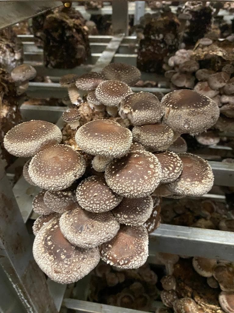 Holburne Mushroom Farm
