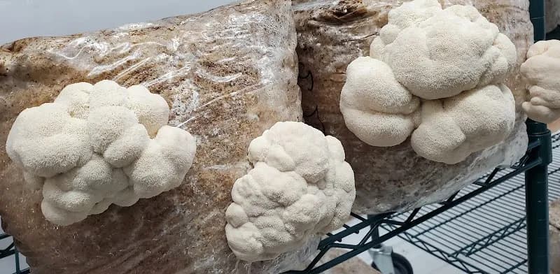 Island Mushrooms