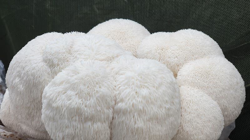 Lake Country Gourmet Mushroom Farm — additional photo