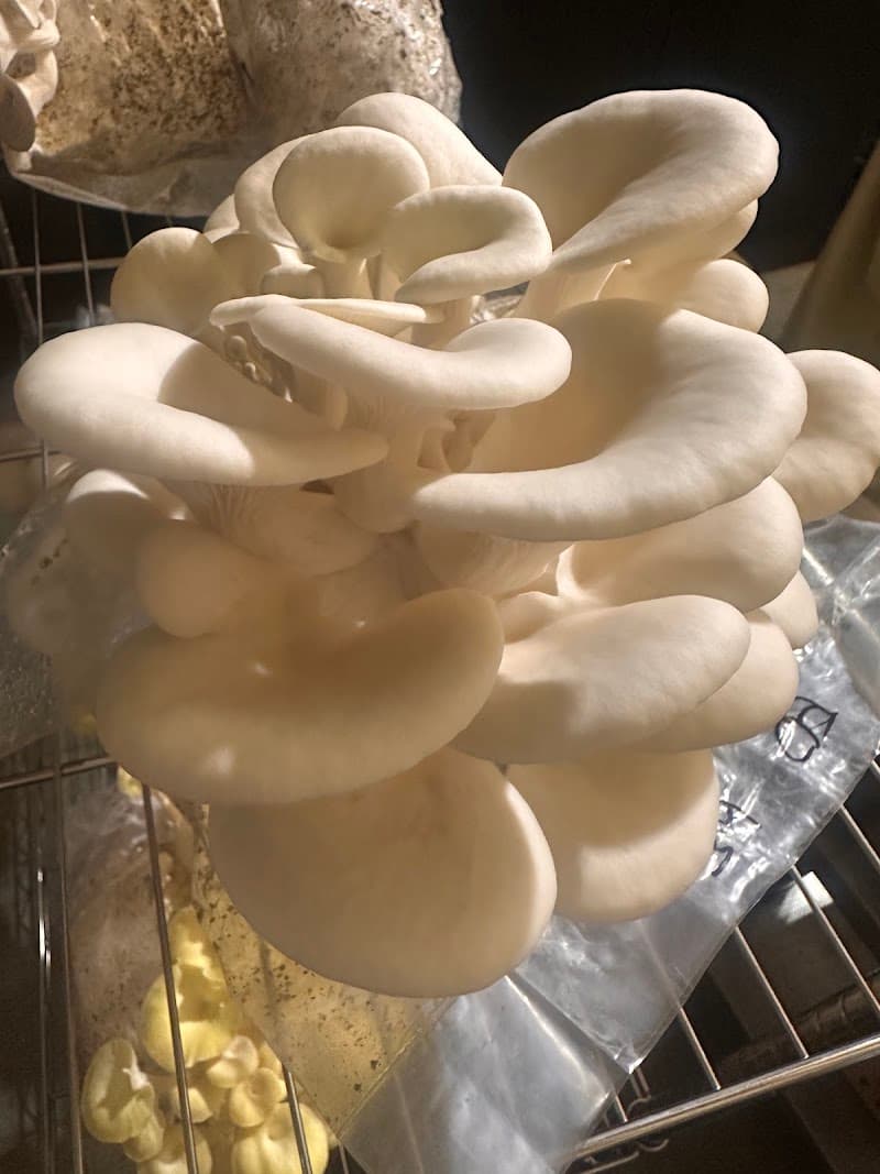 Legacy Mushrooms Inc — additional photo