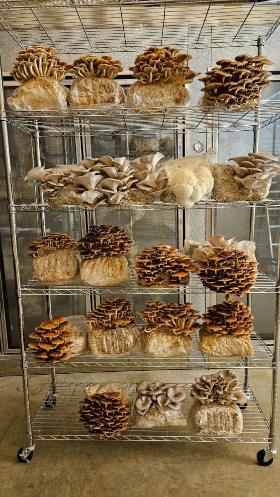 Legacy Mushrooms Inc