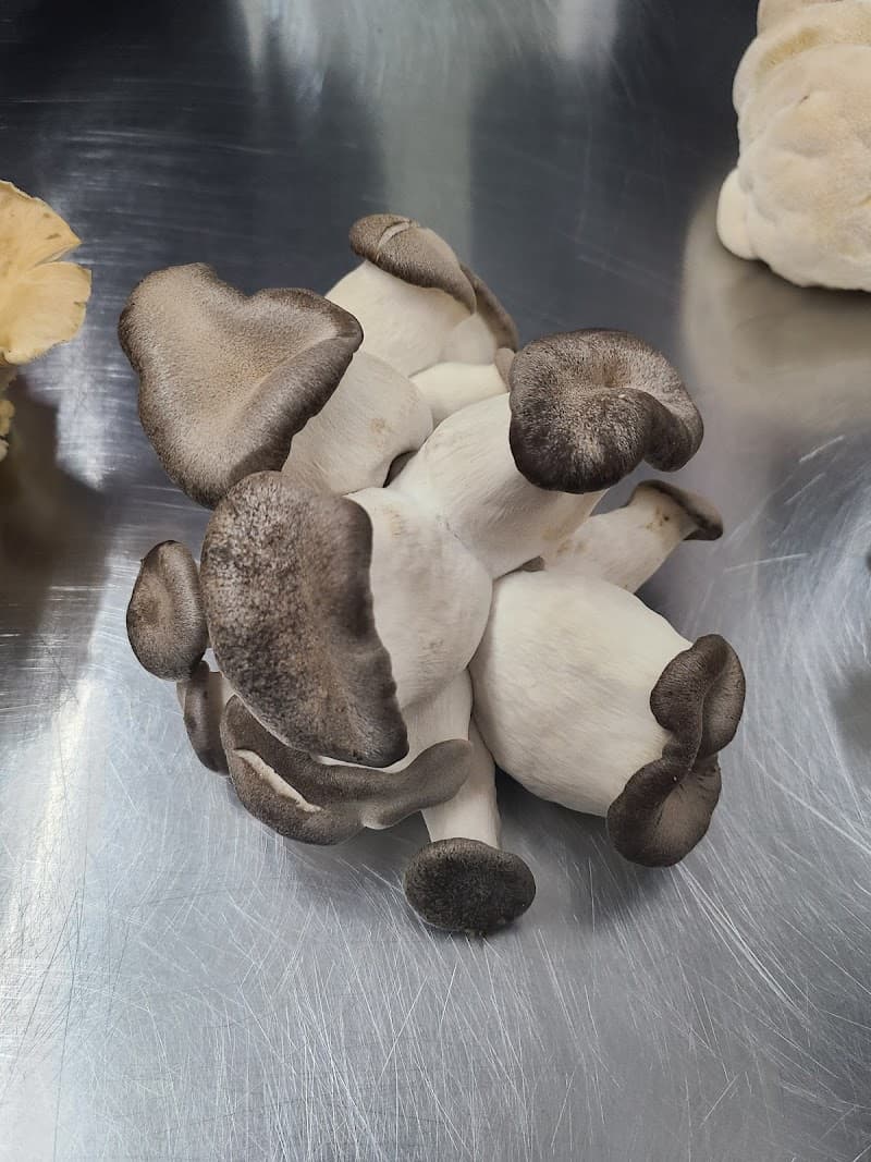 Les 400 Pieds de Champignon — additional photo