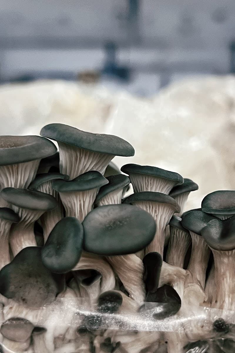 Les 400 Pieds de Champignon