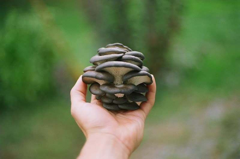 Les Fermes Amélium / Amelium Farms