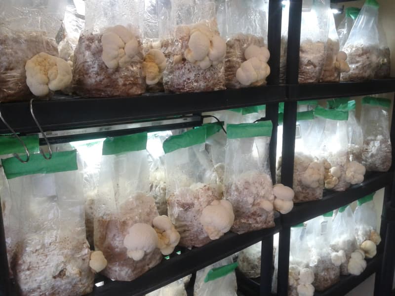 Lion's Mane Mushrooms