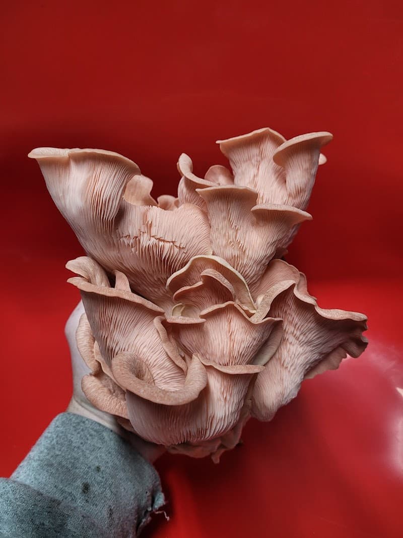 Mikee's Gourmet Mushies — additional photo