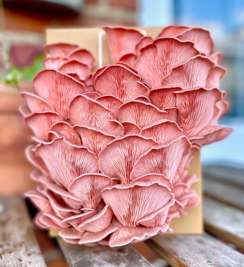 Mini Mushroom Farms — additional photo