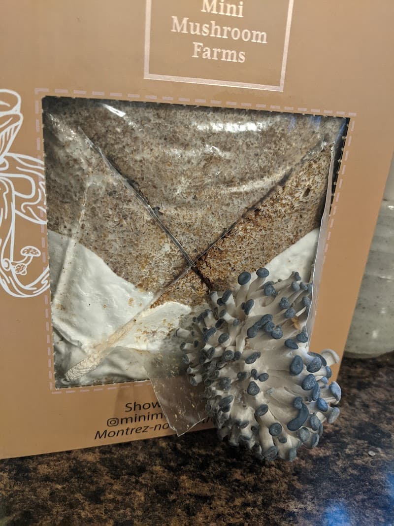 Mini Mushroom Farms — additional photo