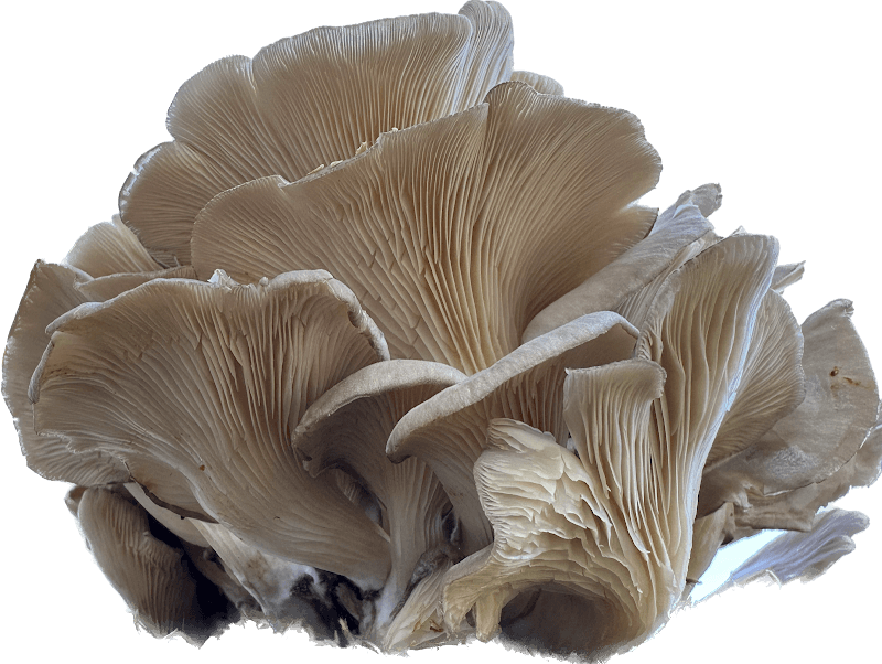 Myca Farms Ltd. — additional photo