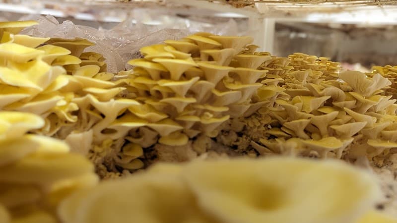 Mycotrophe — additional photo