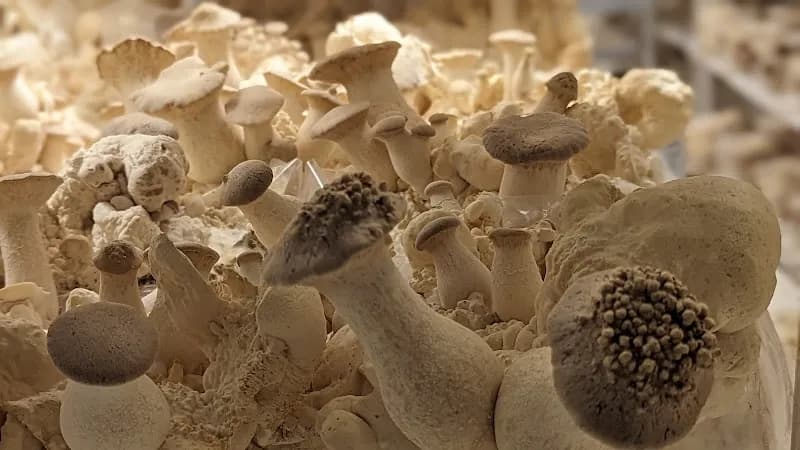 Mycotrophe