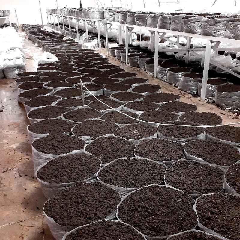 Redrock Biotech Corporation