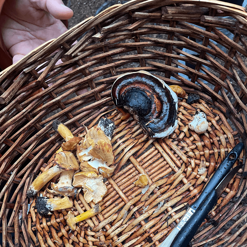 Shaggy Jack's Wild World of Mushrooms — additional photo