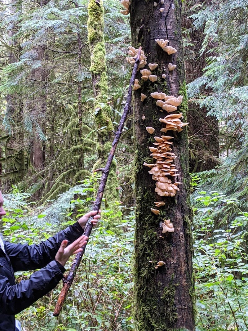 Shaggy Jack's Wild World of Mushrooms